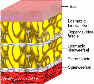[Doorsnede van de onderhuid]